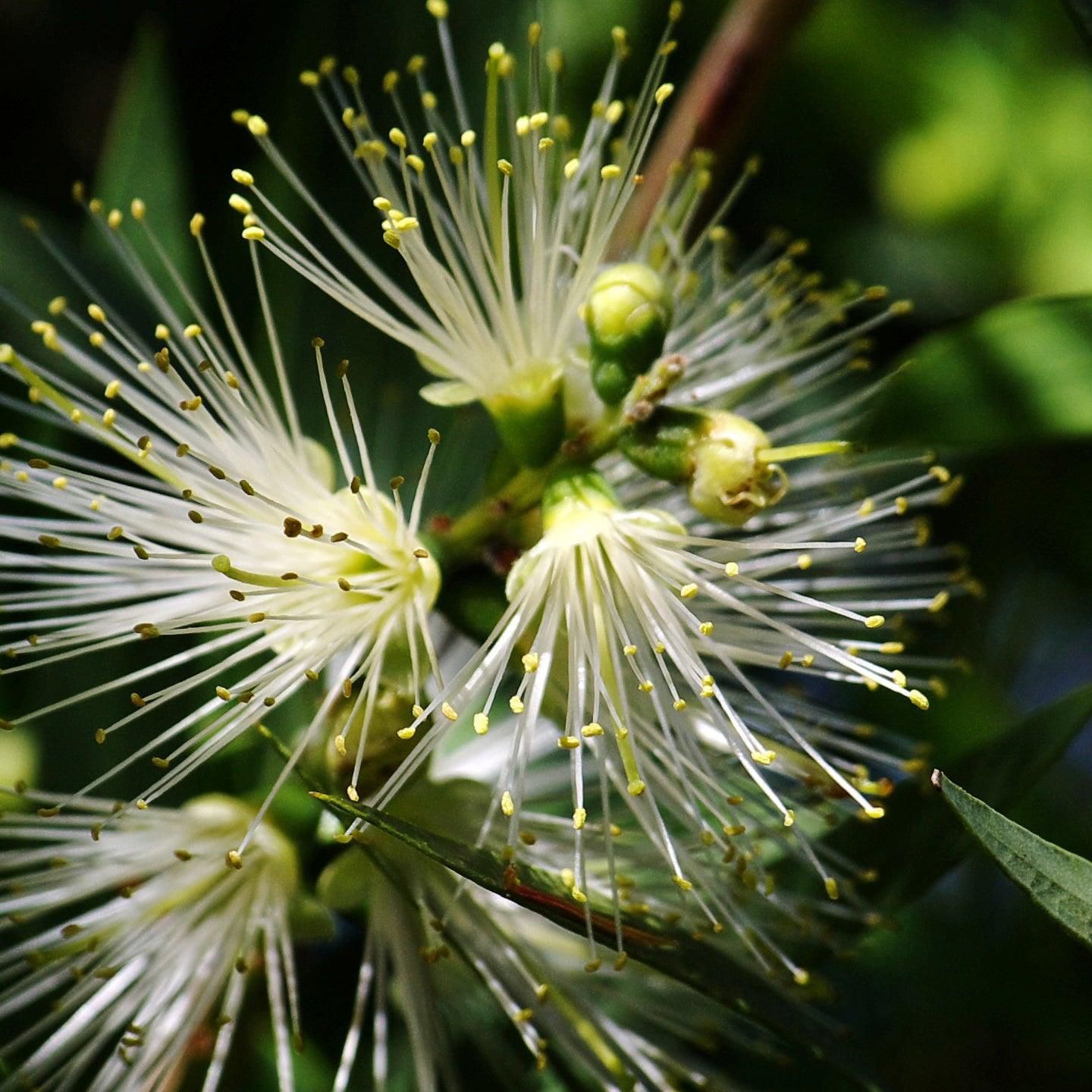 Fragrance Oil Lemon Myrtle 18ml - Evoke Australia